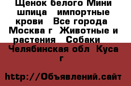 Щенок белого Мини шпица , импортные крови - Все города, Москва г. Животные и растения » Собаки   . Челябинская обл.,Куса г.